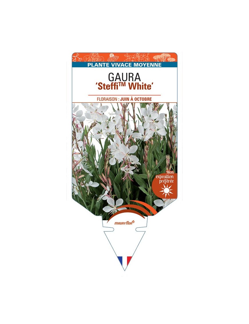 GAURA (lindheimeri) SteffiTM White