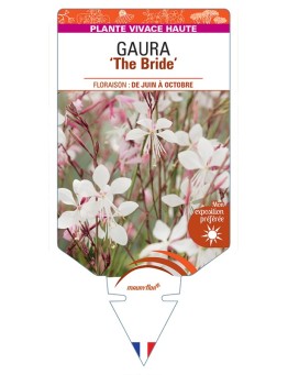 GAURA lindheimeri The Bride