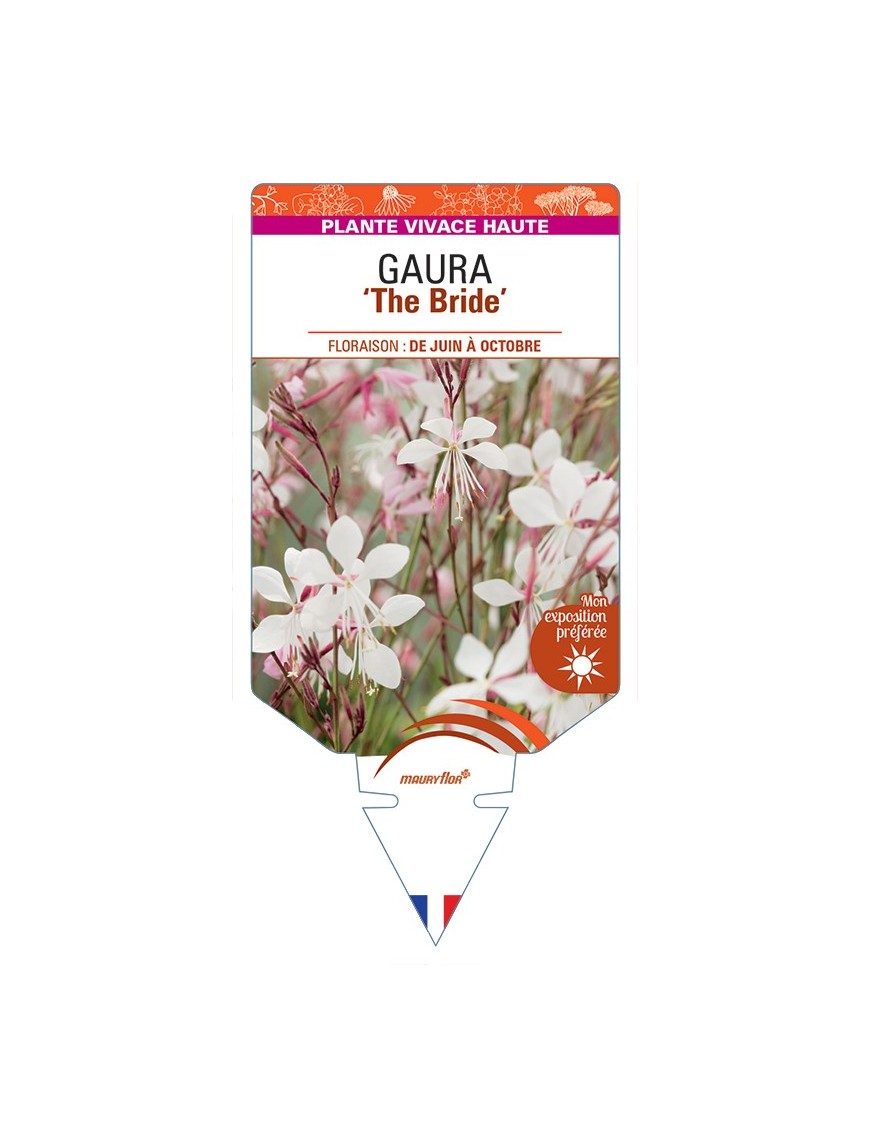 GAURA lindheimeri The Bride