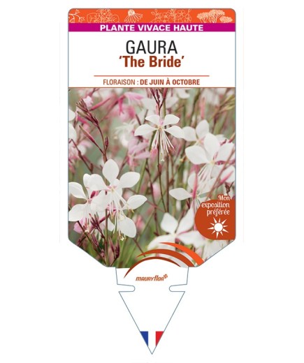 GAURA lindheimeri The Bride