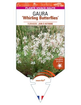 GAURA (lindheimeri) Whirling Butterflies