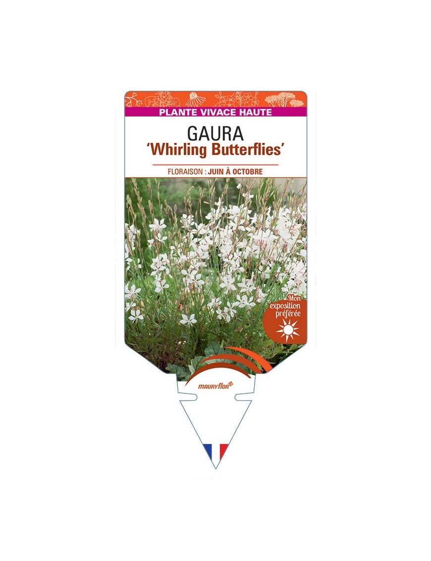 GAURA (lindheimeri) Whirling Butterflies