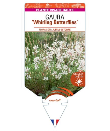 GAURA (lindheimeri) Whirling Butterflies
