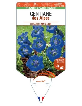 GENTIANA ACAULIS DES ALPES