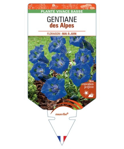 GENTIANA ACAULIS DES ALPES
