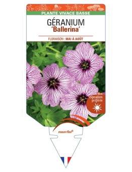 GERANIUM (cinereum) Ballerina
