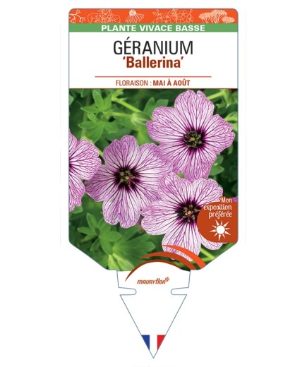 GERANIUM (cinereum) Ballerina