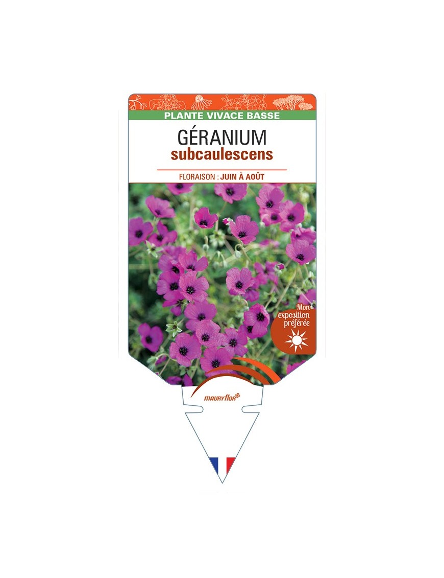 GERANIUM (cinereum) subcaulescens