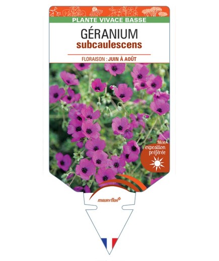 GERANIUM (cinereum) subcaulescens