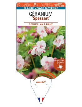 GERANIUM (macrorrhizum) Spessart