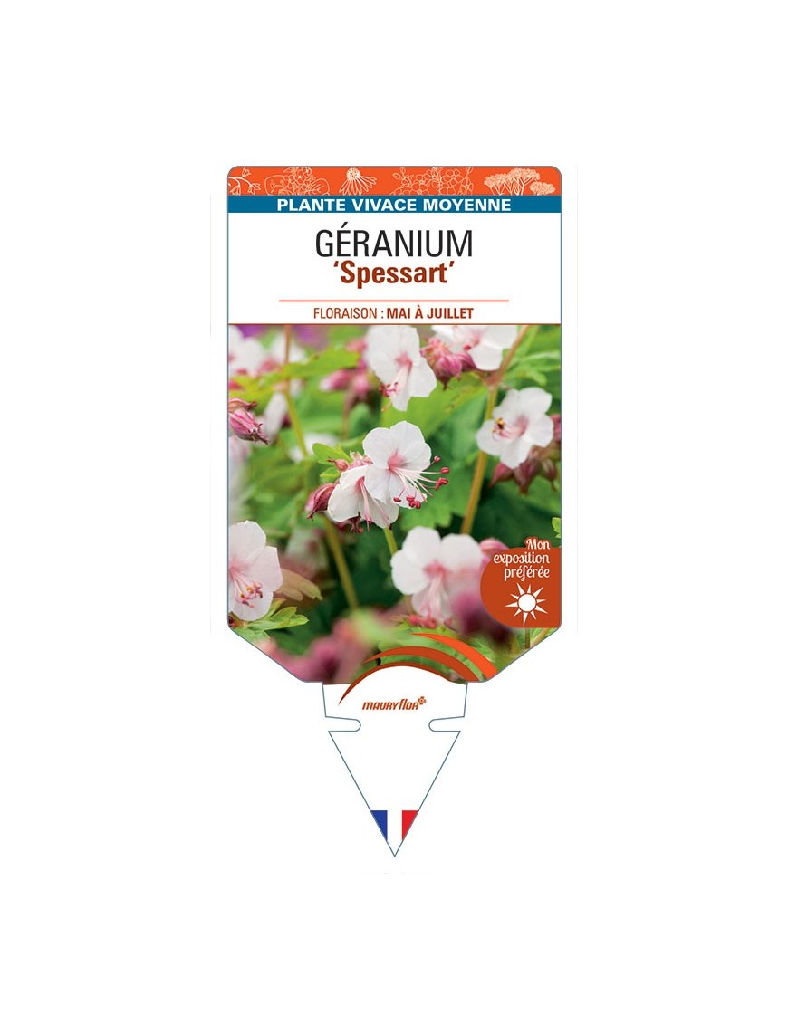 GERANIUM (macrorrhizum) Spessart