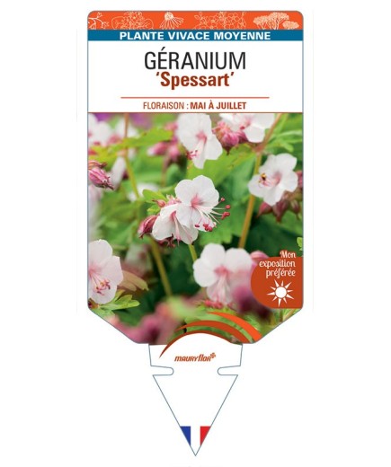 GERANIUM (macrorrhizum) Spessart