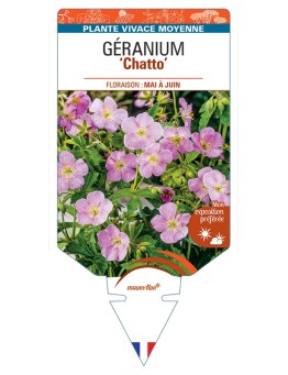 GERANIUM (maculatum) Chatto