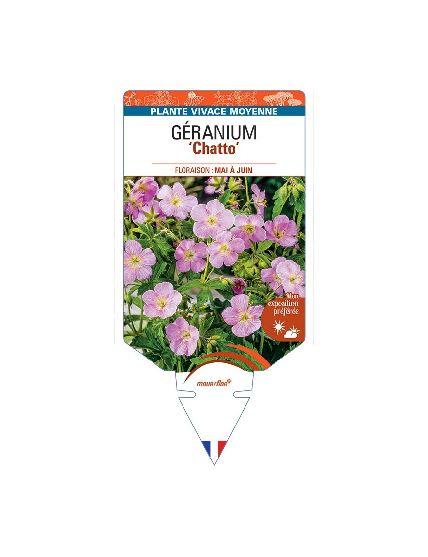 GERANIUM (maculatum) Chatto