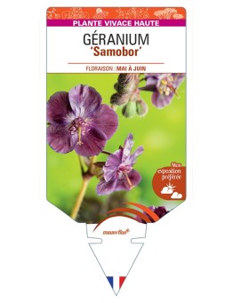 GERANIUM (phaeum) Samobor