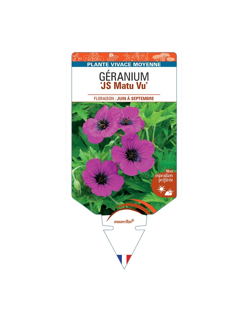 GERANIUM (psilostemon) JS Matu Vu