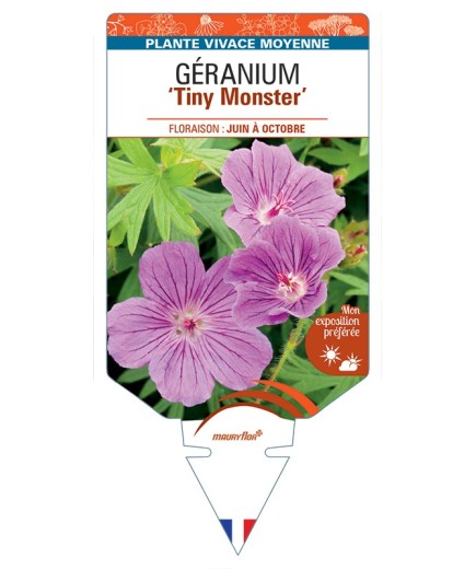GERANIUM (sanguineum) Tiny Monster