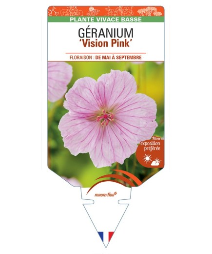 GERANIUM (sanguineum) Vision Pink