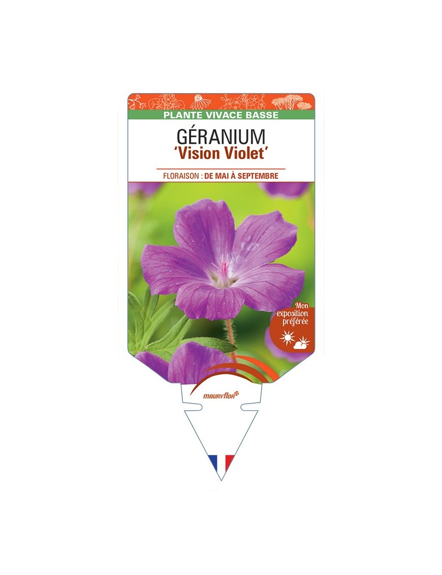 GERANIUM (sanguineum) Vision Violet