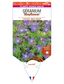 GERANIUM (sylvaticum) Mayflower