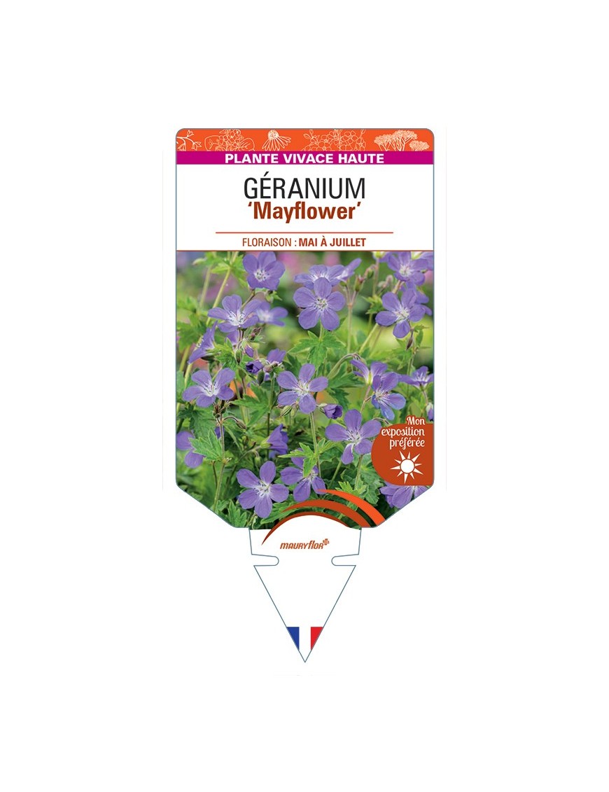 GERANIUM (sylvaticum) Mayflower