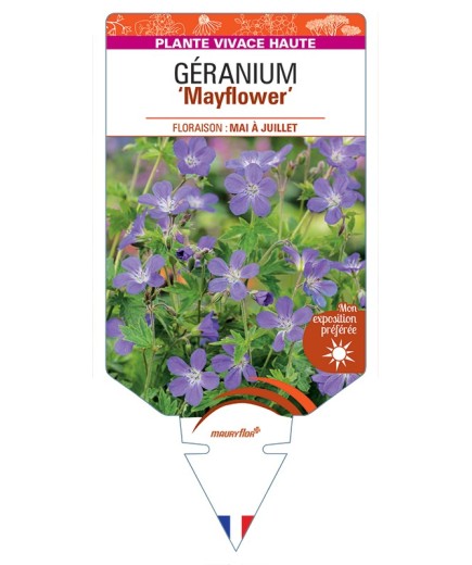 GERANIUM (sylvaticum) Mayflower