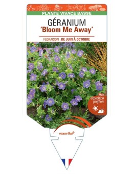 GERANIUM (wallichianum) Bloom Me Away