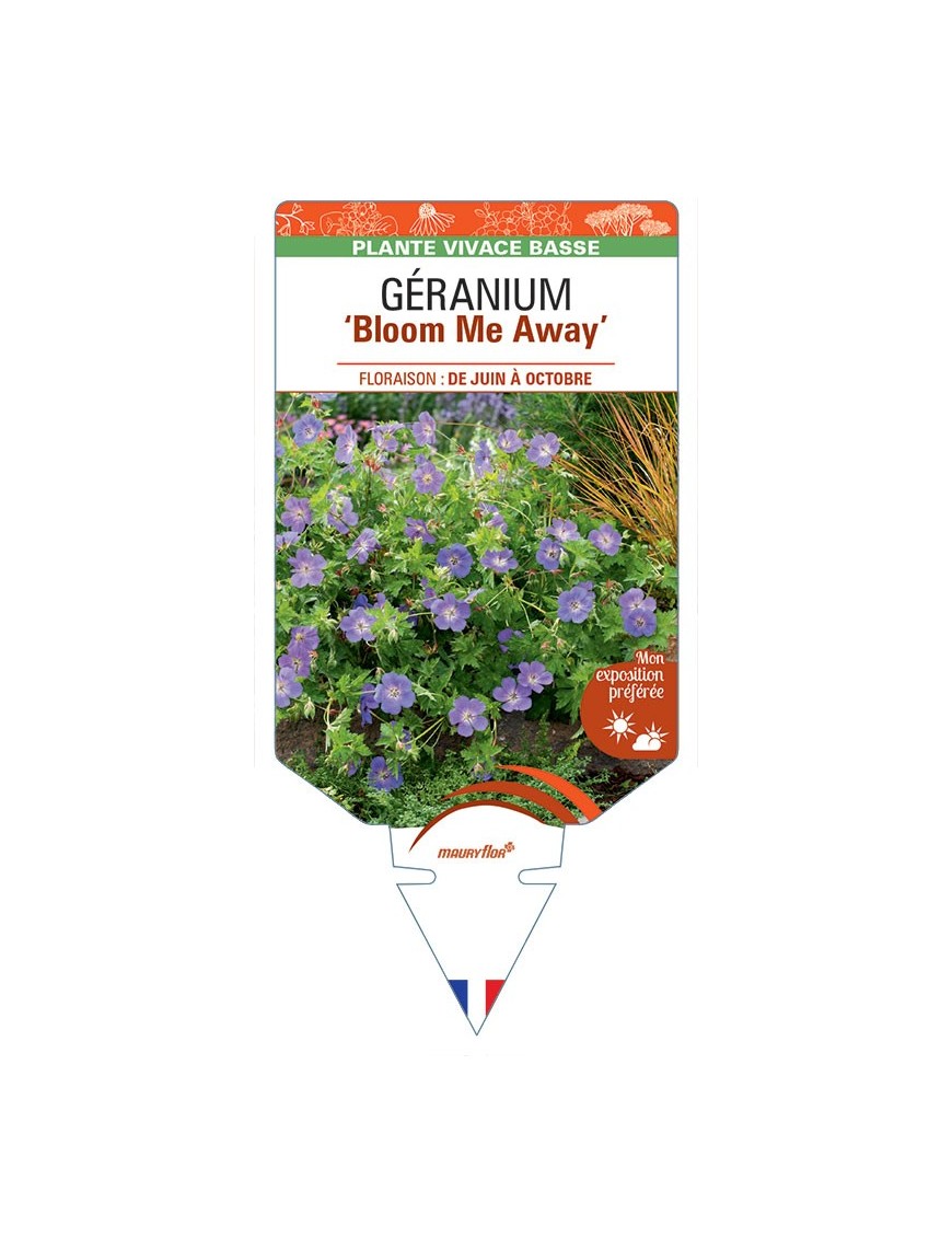GERANIUM (wallichianum) Bloom Me Away