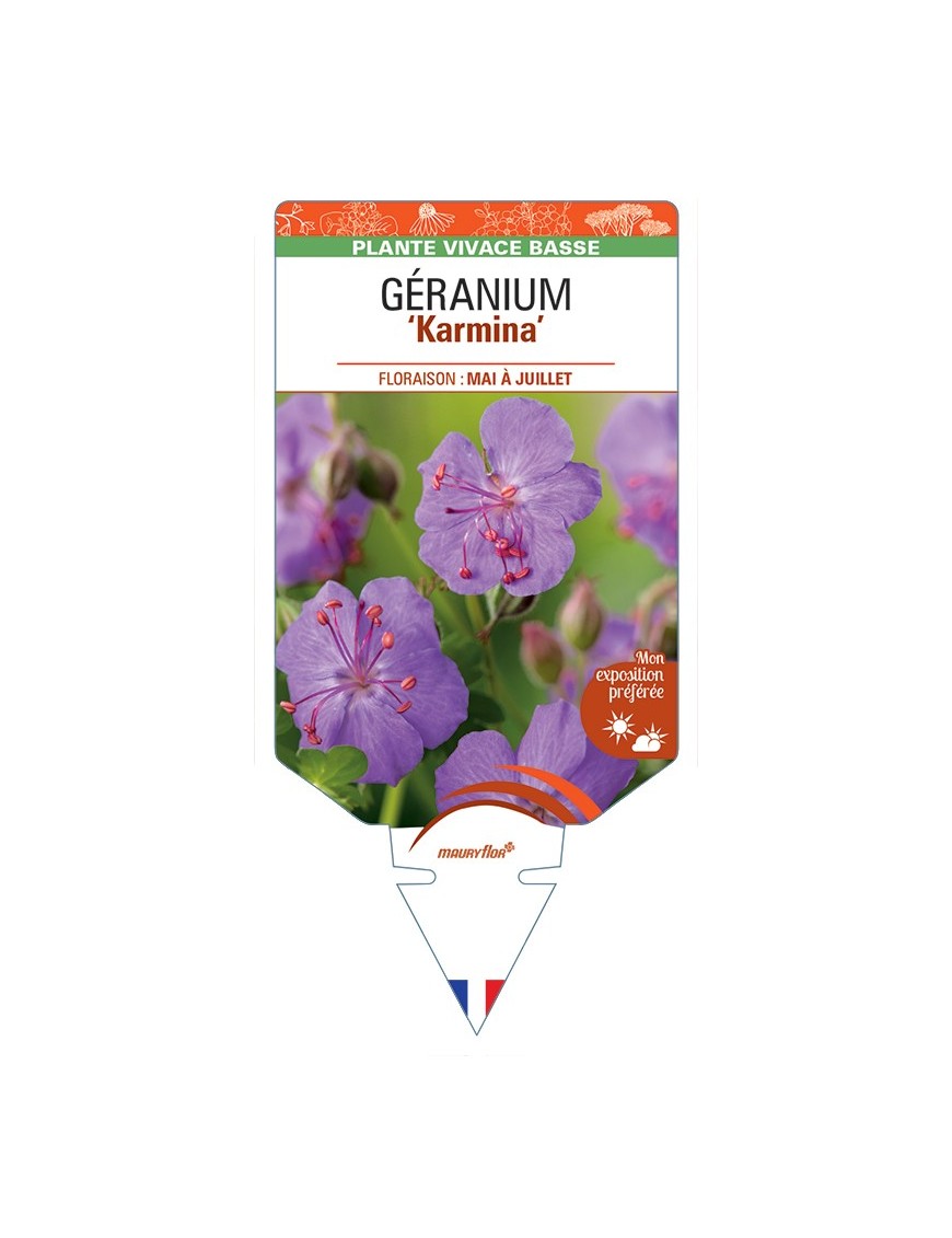 GERANIUM (x cantabrigiense) Karmina