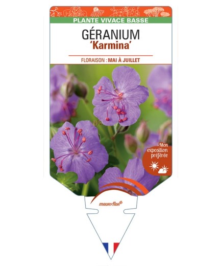 GERANIUM (x cantabrigiense) Karmina