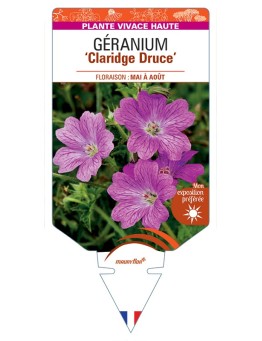 GERANIUM (x oxonianum) Claridge Druce