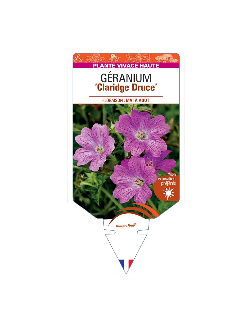 GERANIUM (x oxonianum) Claridge Druce