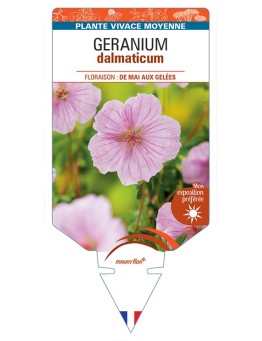GERANIUM dalmaticum