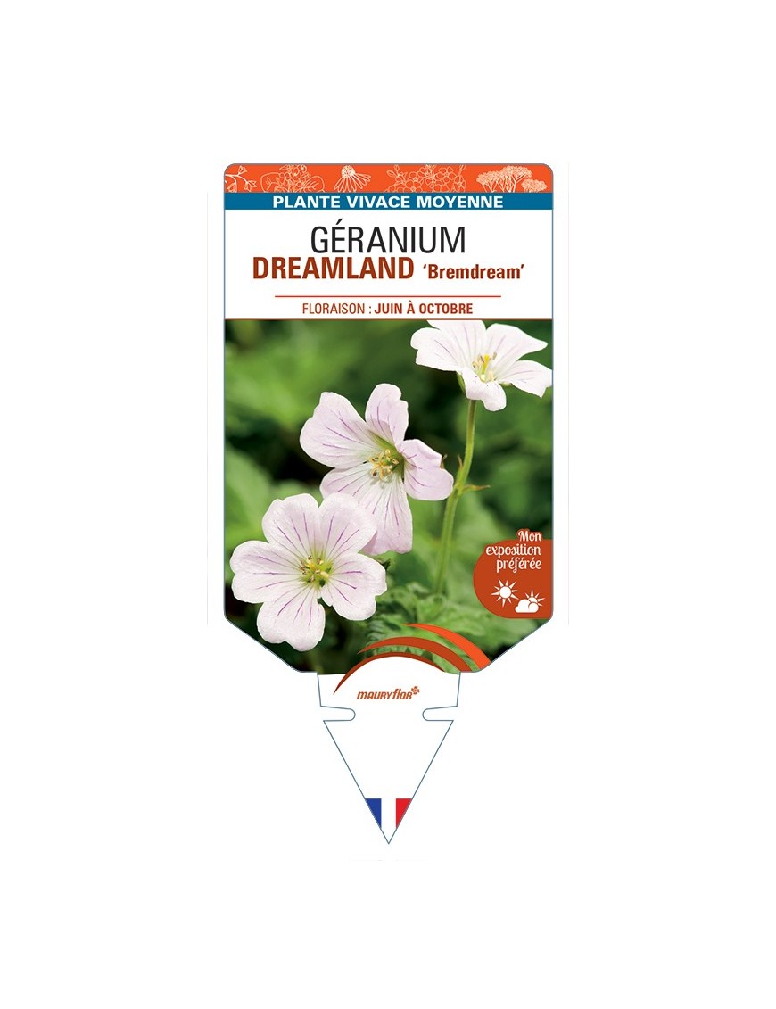 GERANIUM DREAMLAND Bremdream