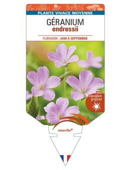 GERANIUM endressii (rose)