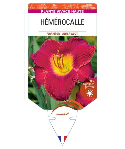 HEMEROCALLIS (rouge) *