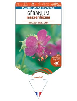 GERANIUM macrorrhizum