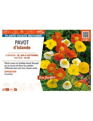 PAVOT D'ISLANDE
