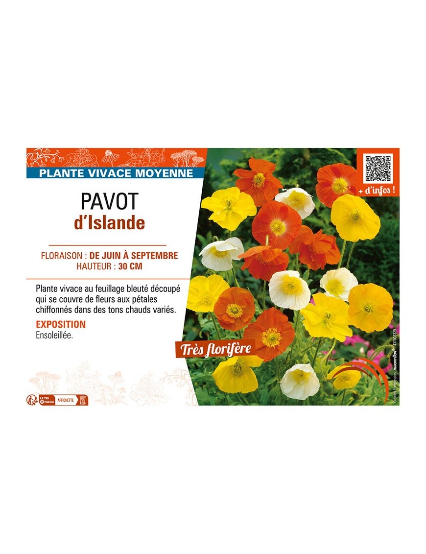 PAVOT D'ISLANDE