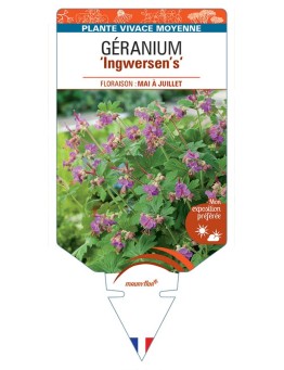 GERANIUM MACRORRHIZUM INGWERSEN'S