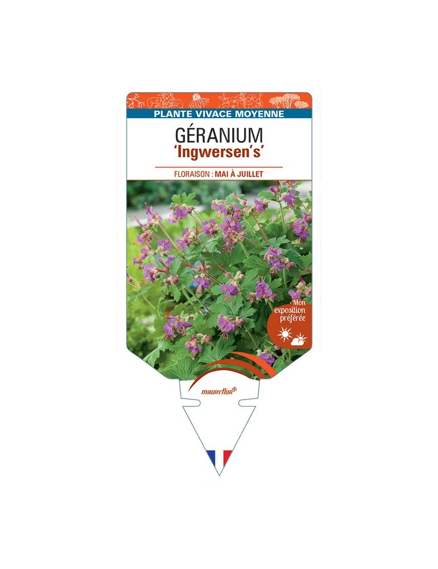 GERANIUM MACRORRHIZUM INGWERSEN'S
