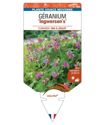 GERANIUM MACRORRHIZUM INGWERSEN'S