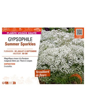 GYPSOPHILE SUMMER SPARKLES