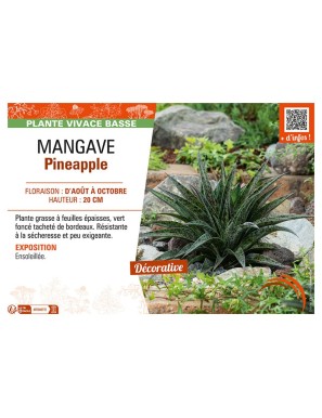 MANGAVE PINEAPPLE