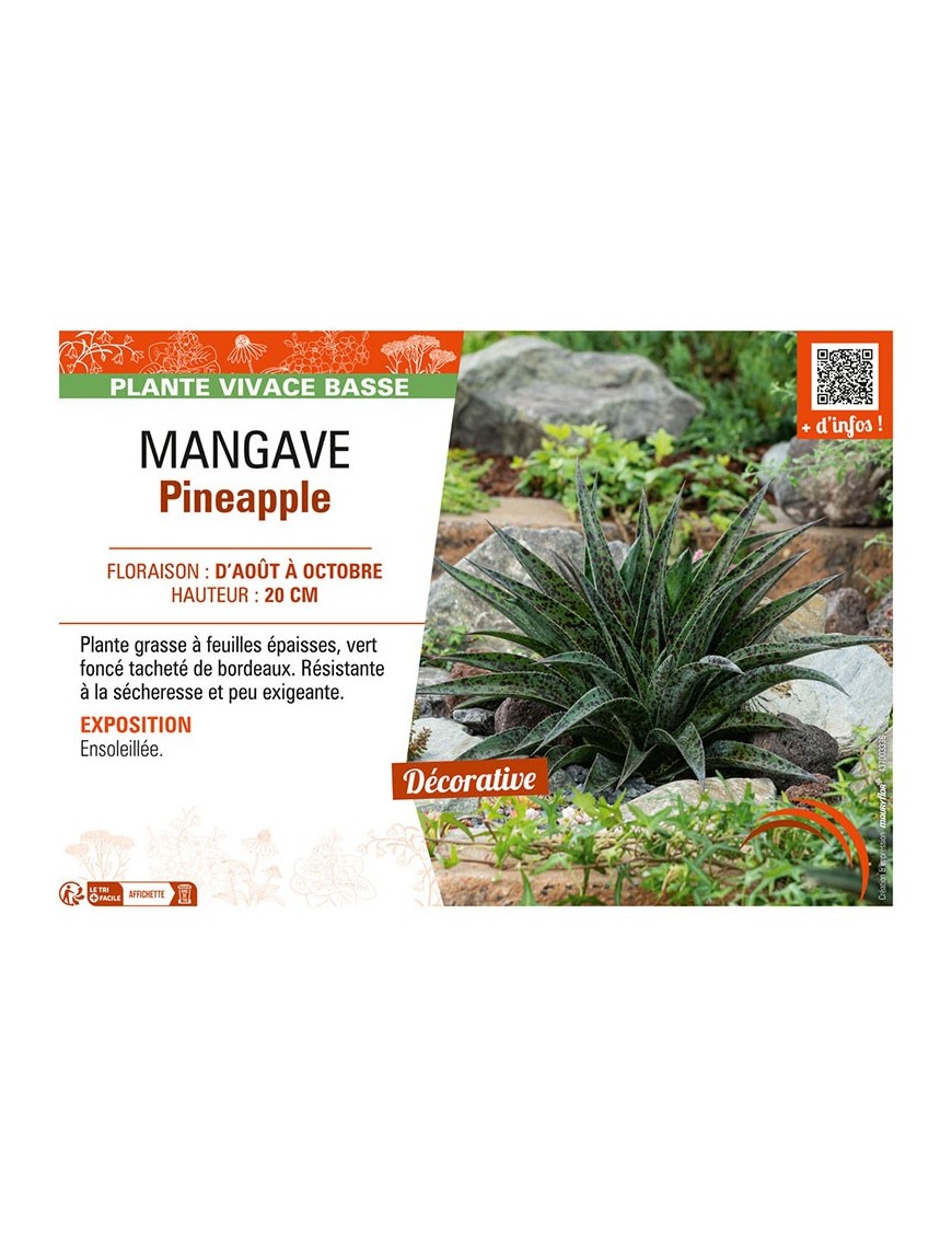 MANGAVE PINEAPPLE
