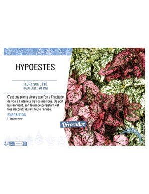 HYPOESTES