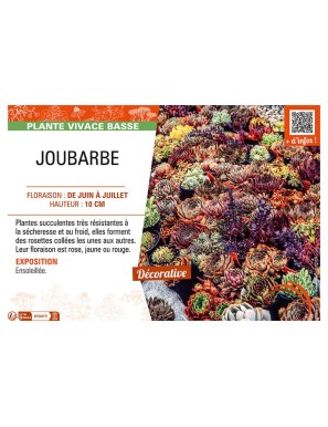 JOUBARBE