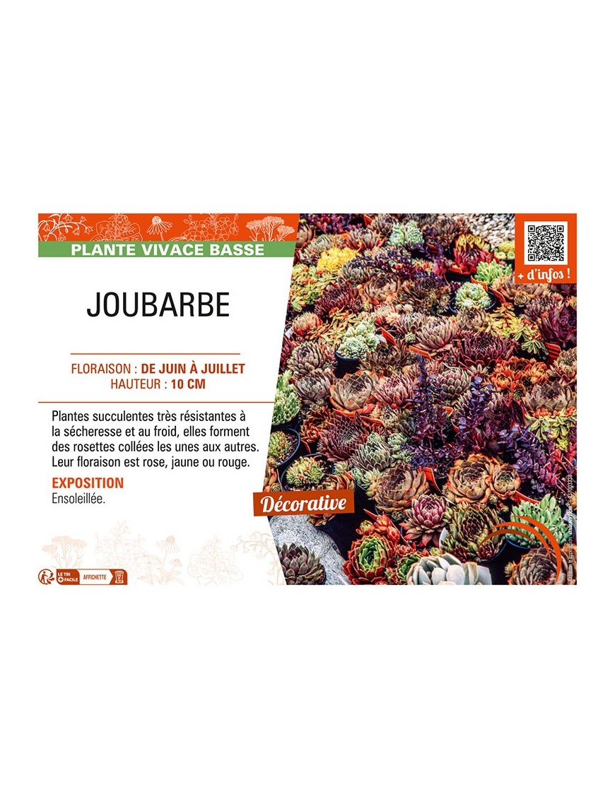 JOUBARBE