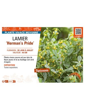 LAMIER HERMAN'S PRIDE
