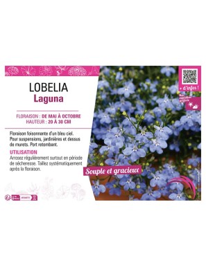 LOBELIA LAGUNA